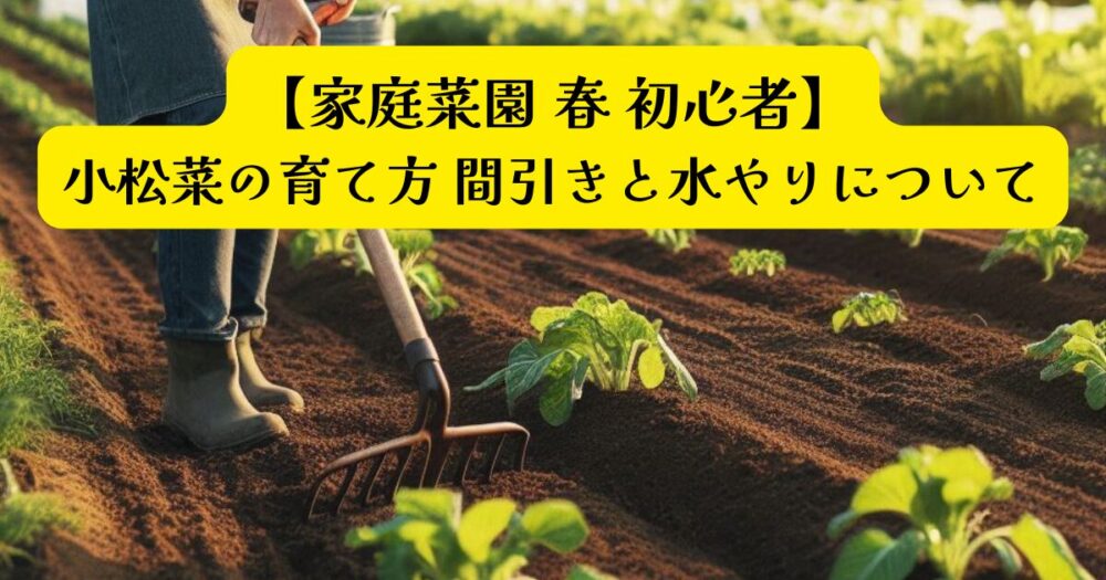 小松菜育て方