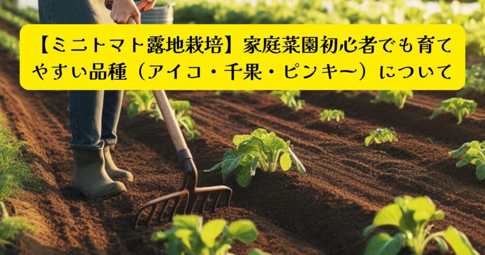 ミニトマト露地栽培