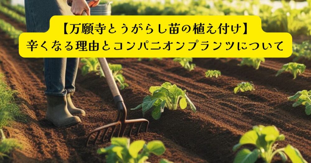 万願寺とうがらし植え付け