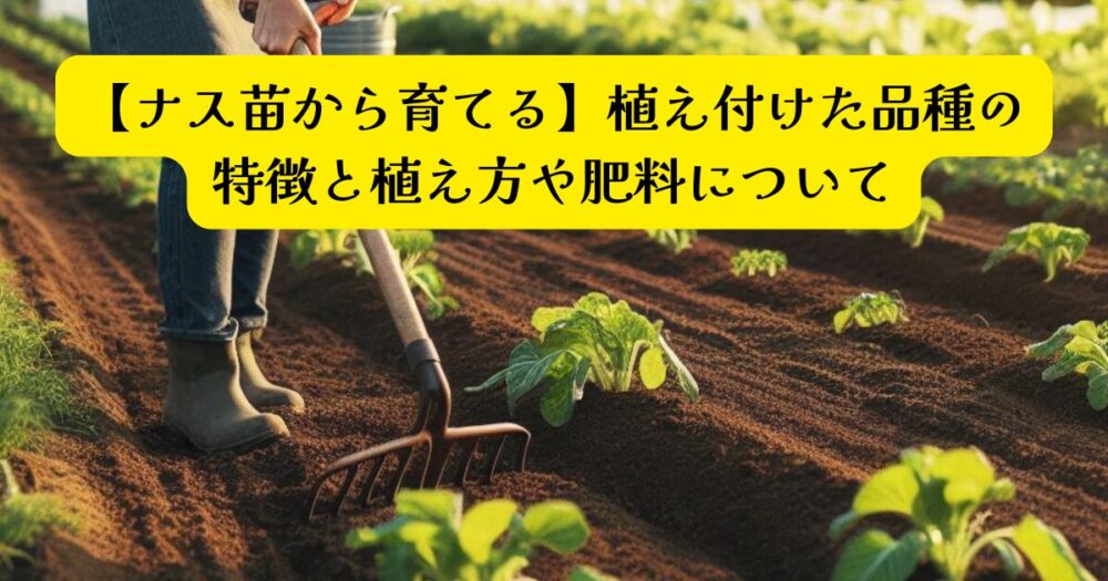 ナスを苗から植える