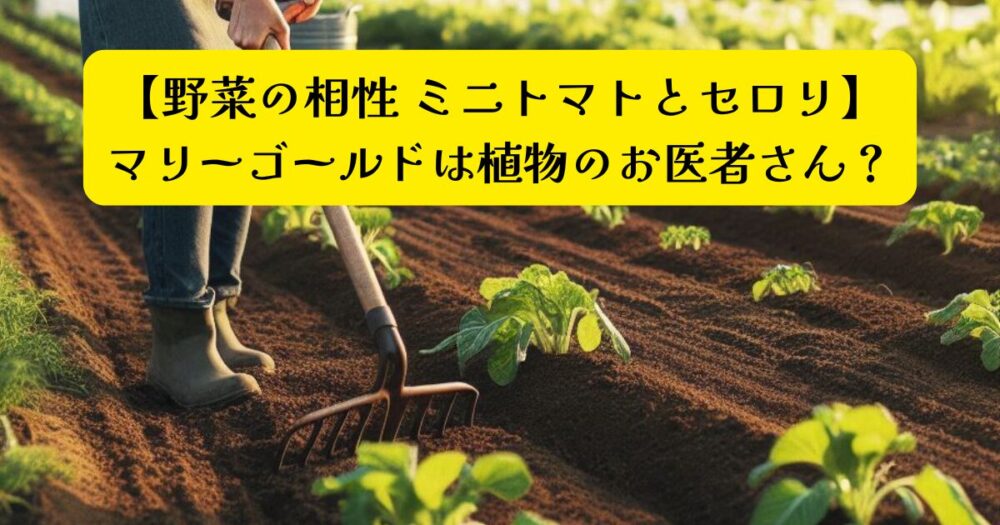 ミニトマトとセロリ