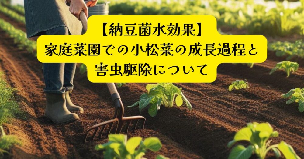 小松菜納豆菌水