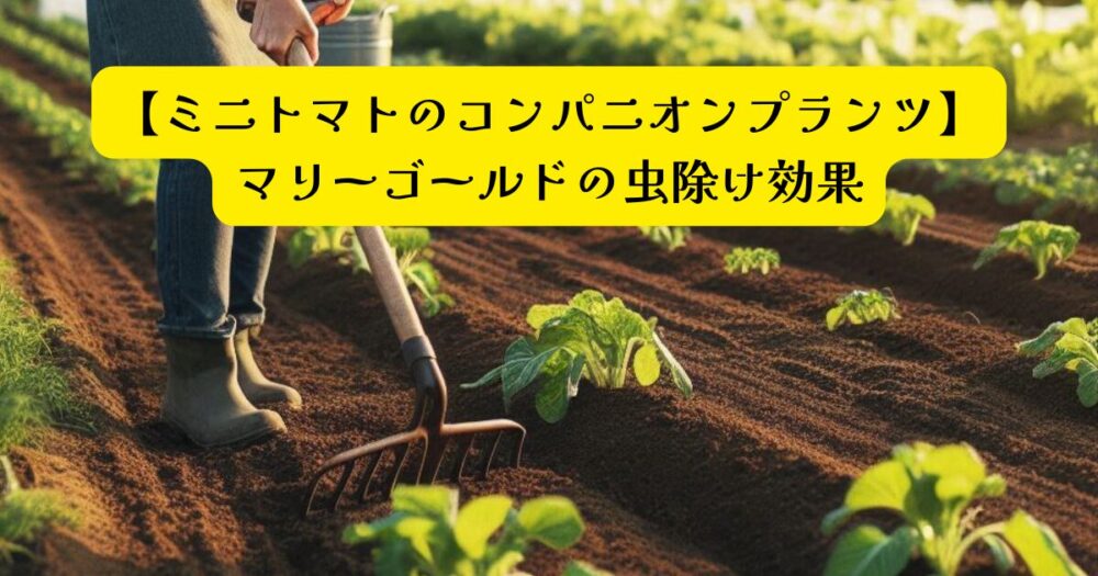 ミニトマトとセロリ