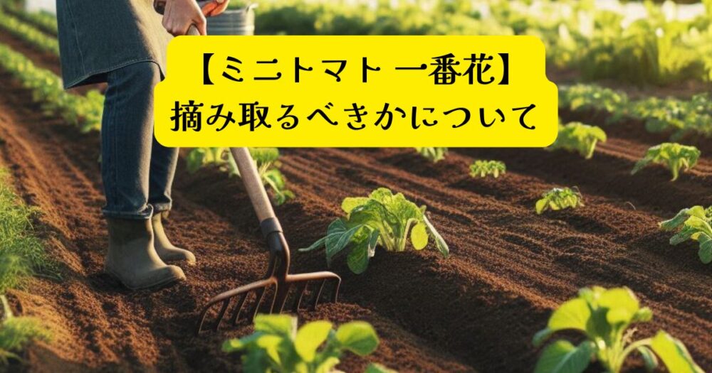 ミニトマトの一番花