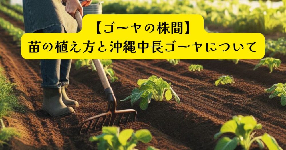 ゴーヤ植え付け