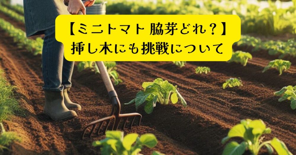 ミニトマト脇芽