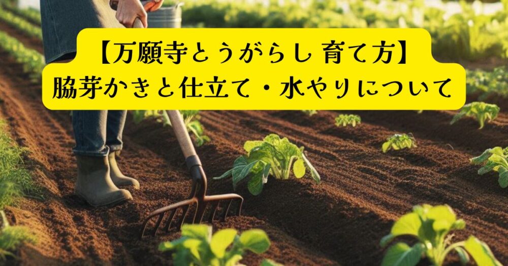 万願寺とうがらし