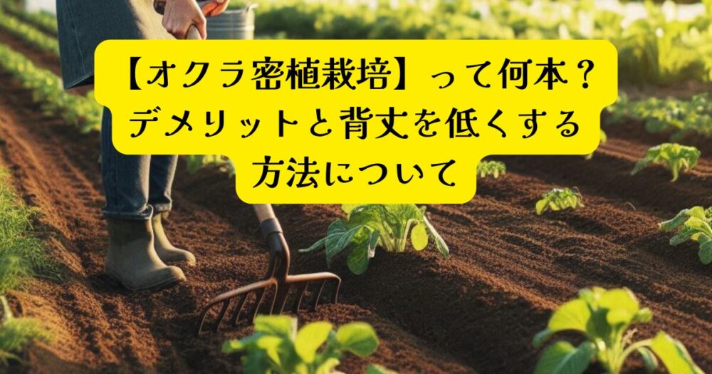【オクラ密植栽培】って何本?デメリットと背丈を低くする方法について