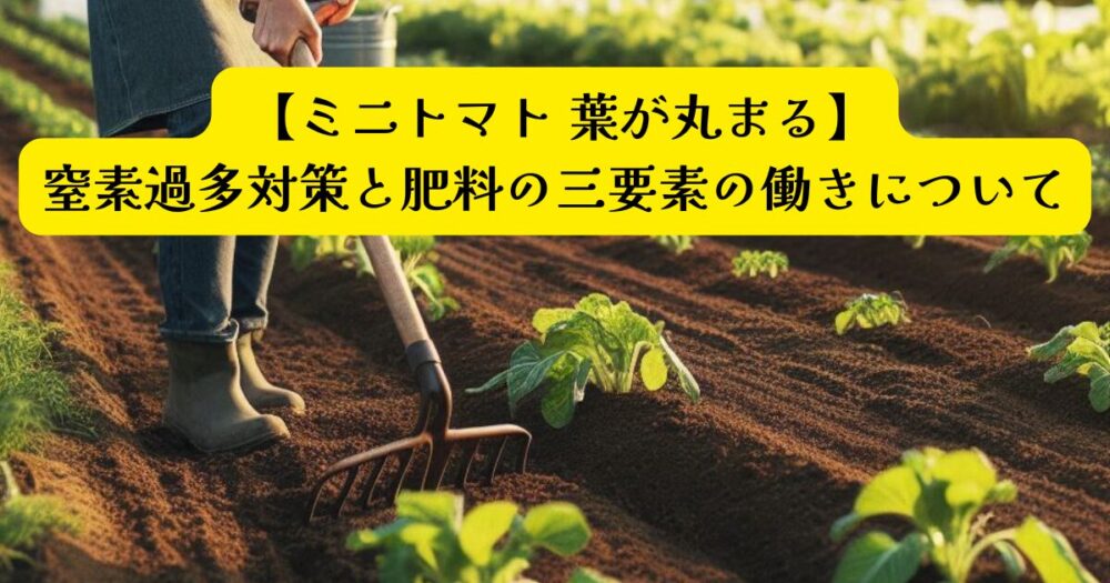 ミニトマト窒素過多