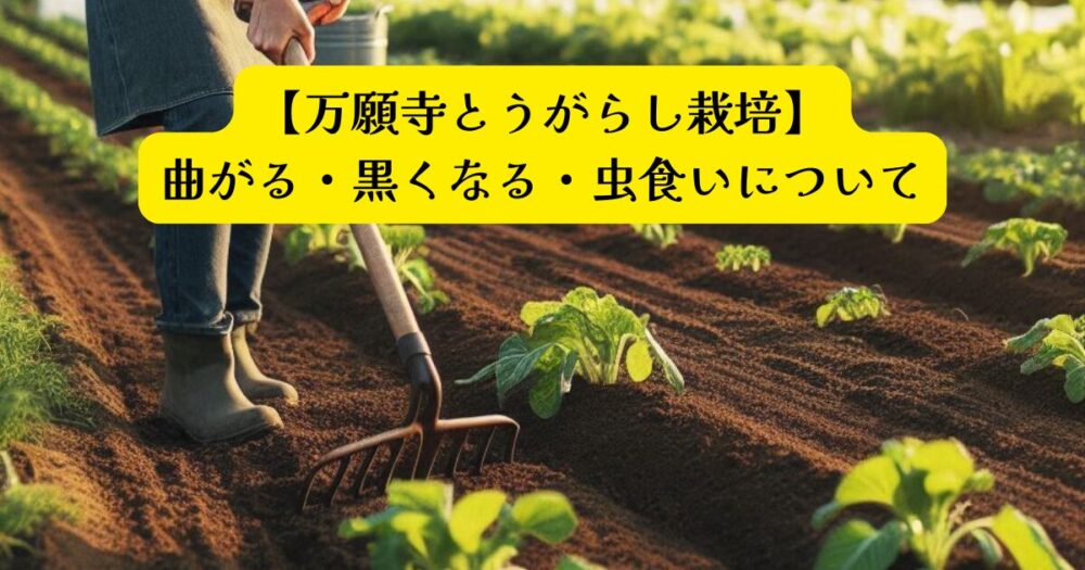 万願寺とうがらしトラブルアイキャッチ