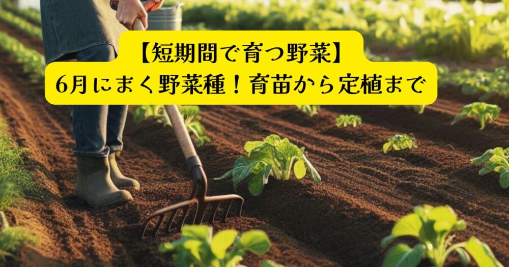 ６月にまく野菜アイキャッチ
