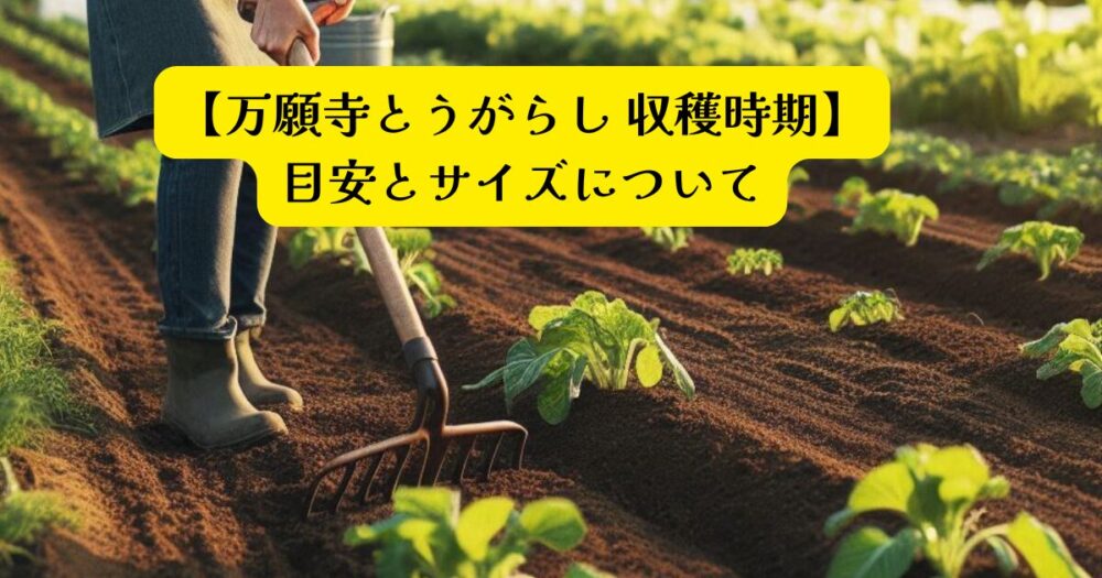 万願寺とうがらし収穫アイキャッチ