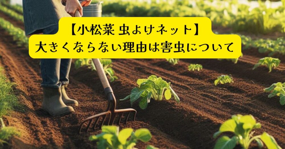 小松菜大きくならないアイキャッチ