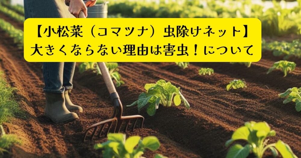 小松菜大きくならない理由アイキャッチ