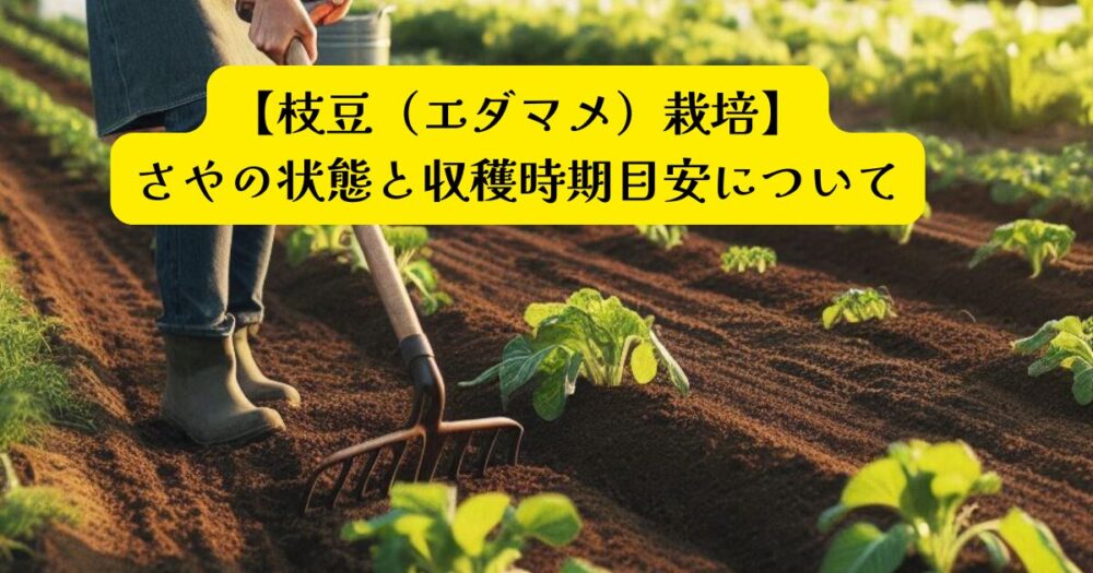 枝豆収穫アイキャッチ