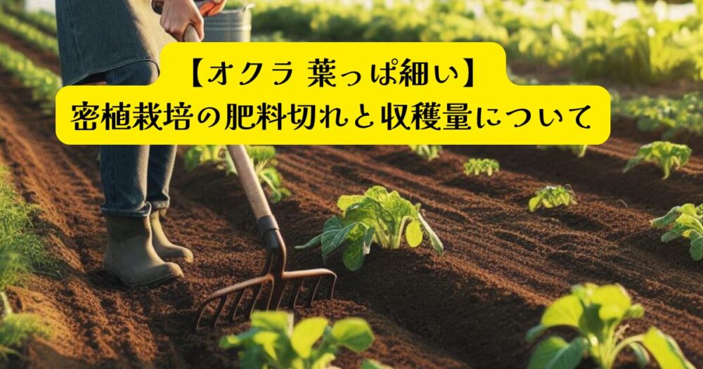 オクラ肥料切れアイキャッチ