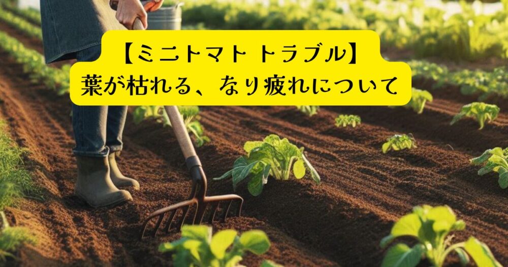ミニトマトトラブルアイキャッチ