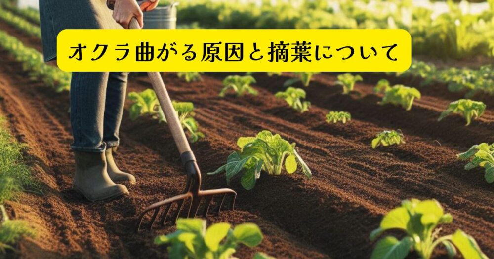 オクラ摘葉アイキャッチ