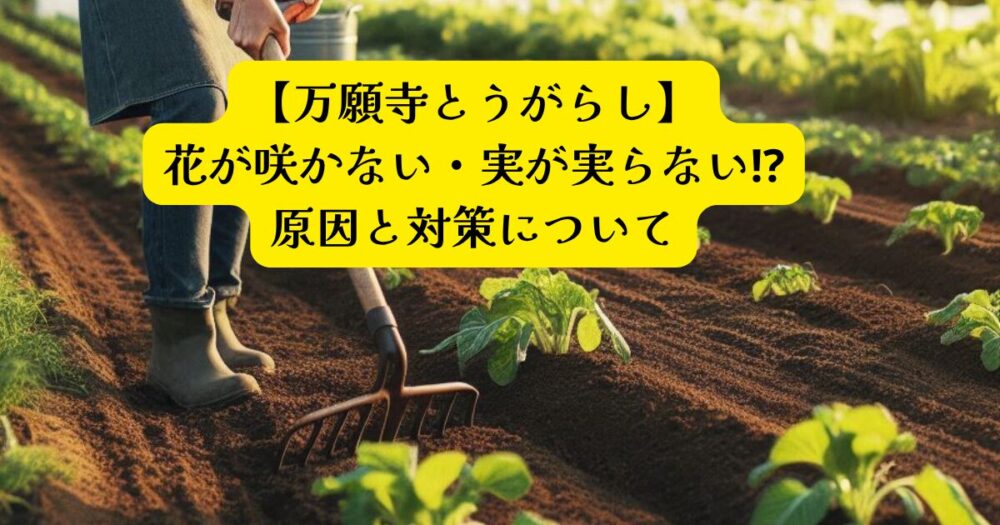 万願寺とうがらし花が咲かないアイキャッチ