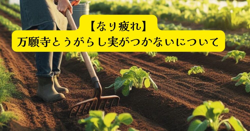 なり疲れ　万願寺とうがらしアイキャッチ