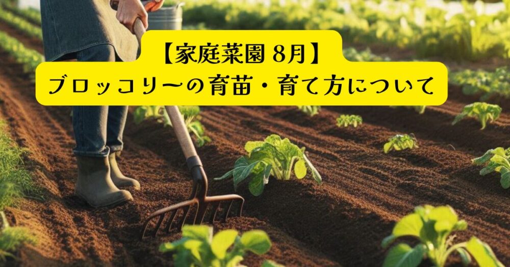 ブロッコリーの育苗・育て方アイキャッチ