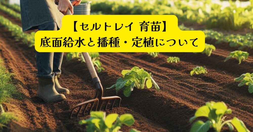 セルトレイ育苗アイキャッチ
