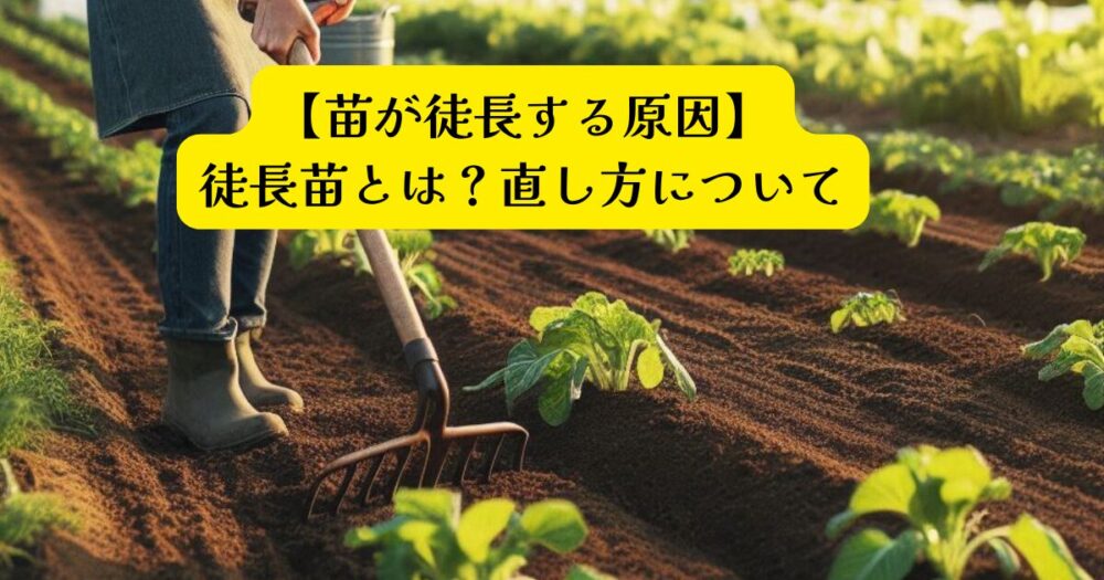 徒長苗のリカバリーアイキャッチ