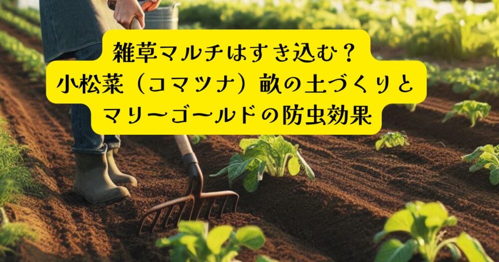 小松菜畝作り方アイキャッチ