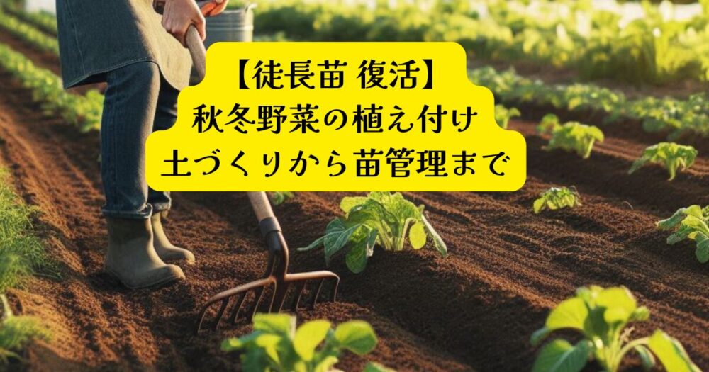 秋冬野菜植え付けアイキャッチ
