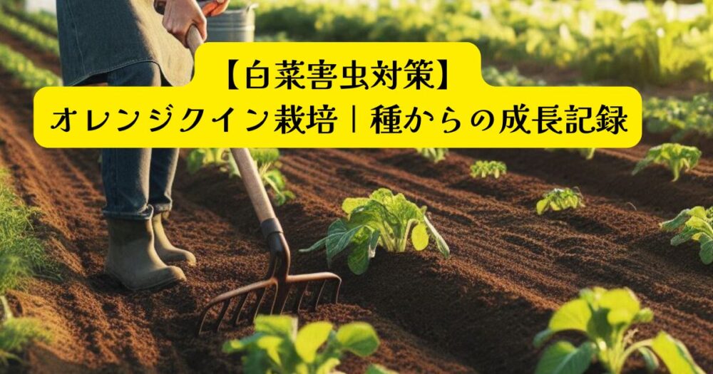 白菜成長記録・虫害アイキャッチ