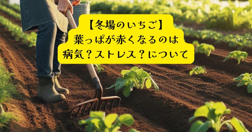 いちご冬場赤くなるアイキャッチ