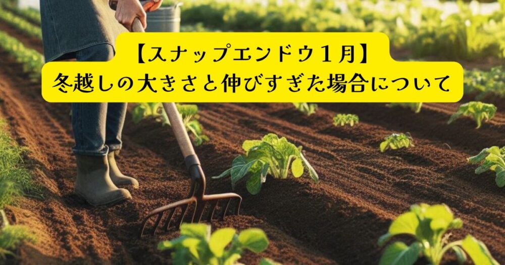 １月のスナップエンドウサイズアイキャッチ