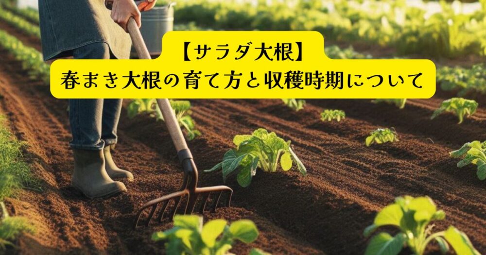 サラダ大根育て方アイキャッチ