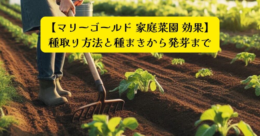マリーゴールド家庭菜園ガイドアイキャッチ