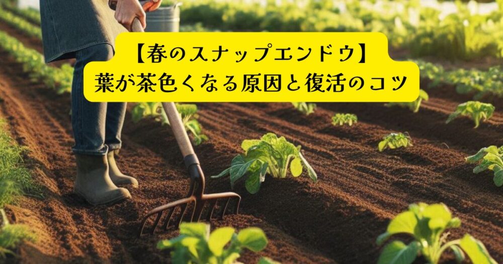 スナップエンドウ葉が茶色アイキャッチ