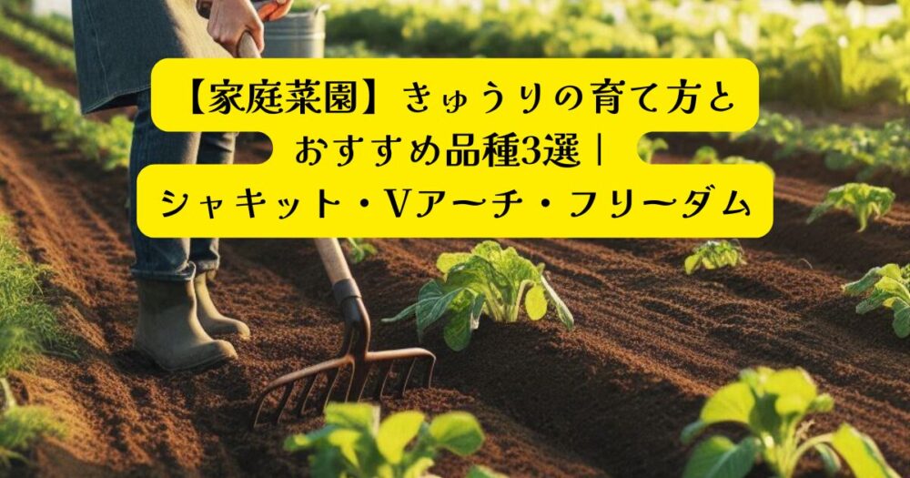 きゅうり　おすすめ３選アイキャッチ