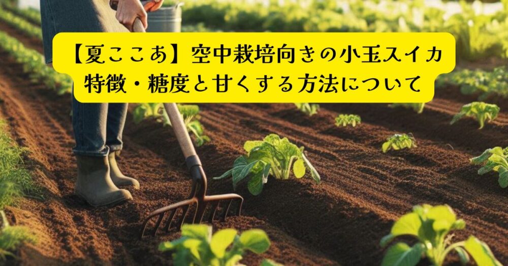 夏ここあ空中栽培アイキャッチ