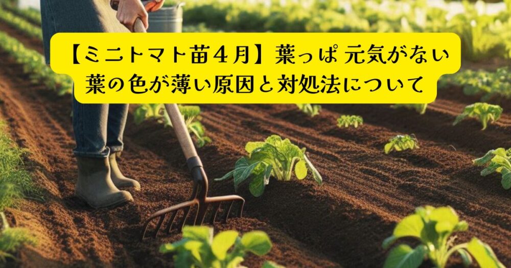 ミニトマト初期葉っぱ元気ないアイキャッチ