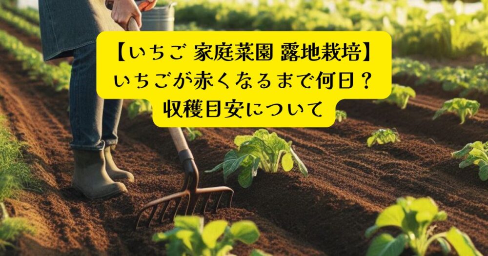 いちご収穫時期アイキャッチ