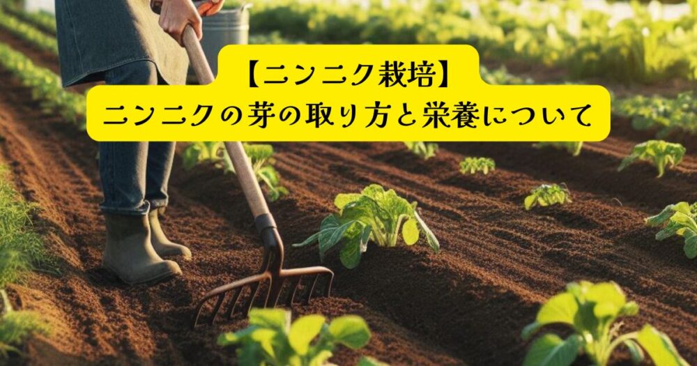 ニンニク栽培　肥大化コツアイキャッチ
