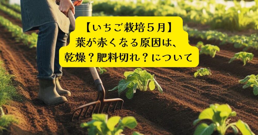 いちごの葉が赤くなる原因５月アイキャッチ