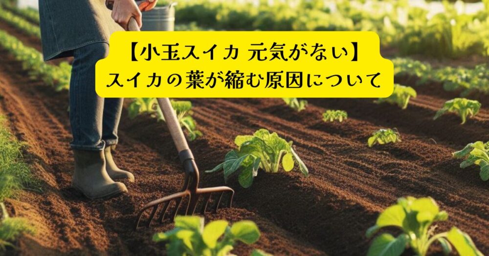 小玉スイカ元気がないアイキャッチ