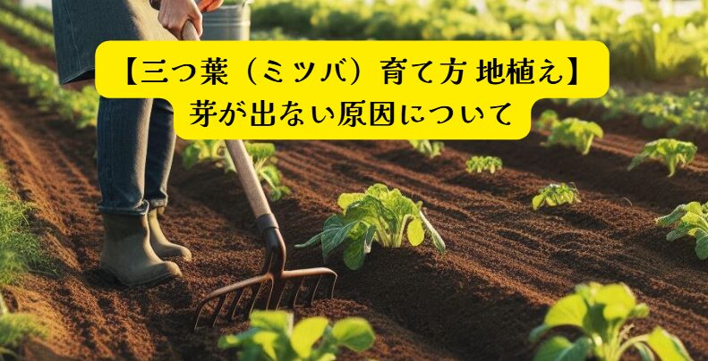 三つ葉発芽失敗アイキャッチ