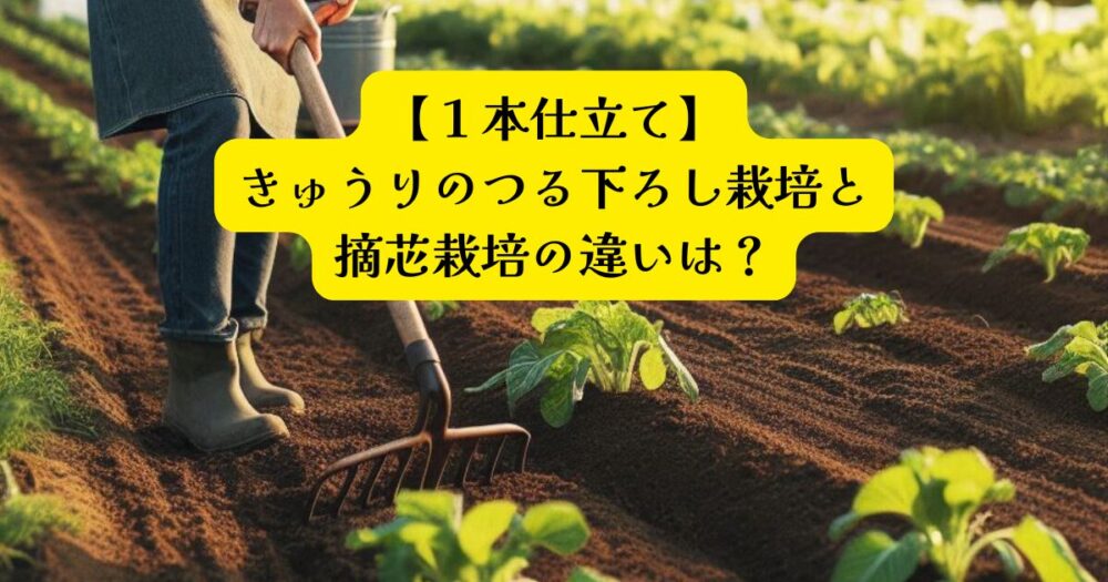 きゅうり　つる下ろしVS摘芯アイキャッチ