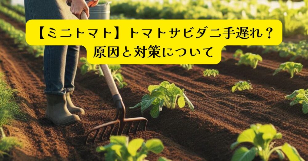 ミニトマト　トマトサビダニアイキャッチ