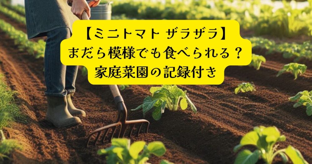 ミニトマトザラザラアイキャッチ