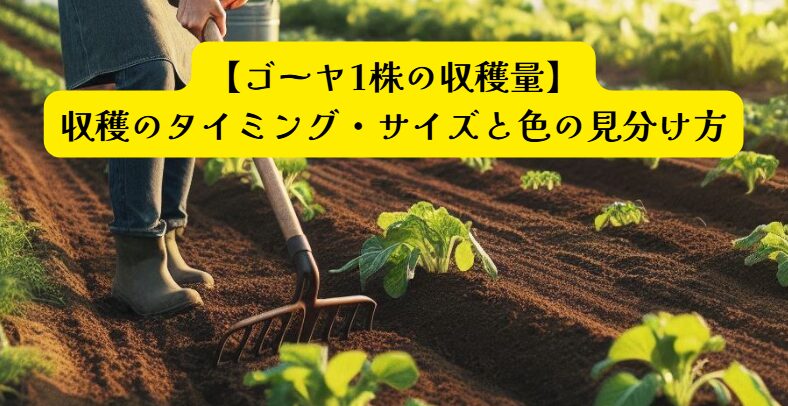 ゴーヤ収穫タイミングアイキャッチ
