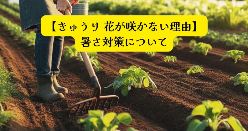 きゅうり花が咲かないアイキャッチ