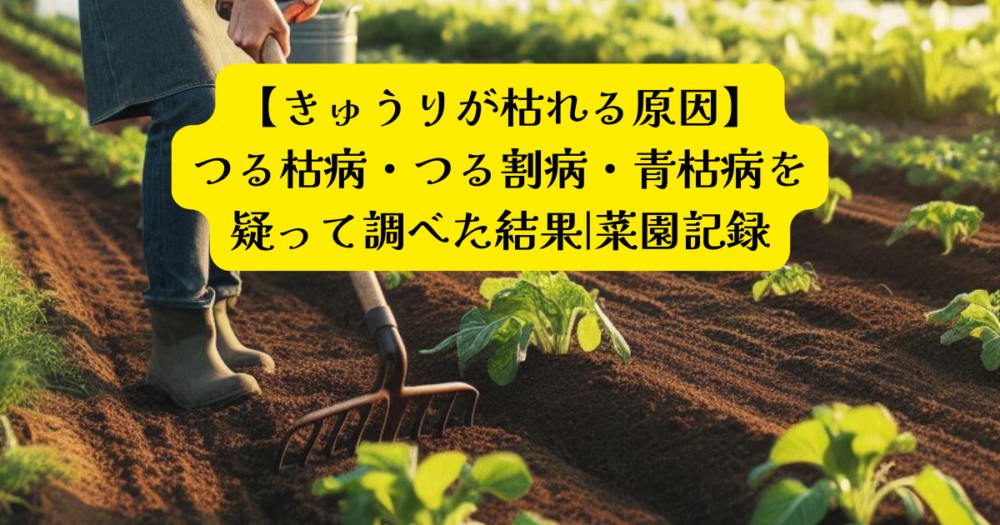 きゅうり突然枯れたアイキャッチ