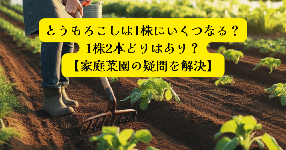 とうもろこしいくつなるアイキャッチ